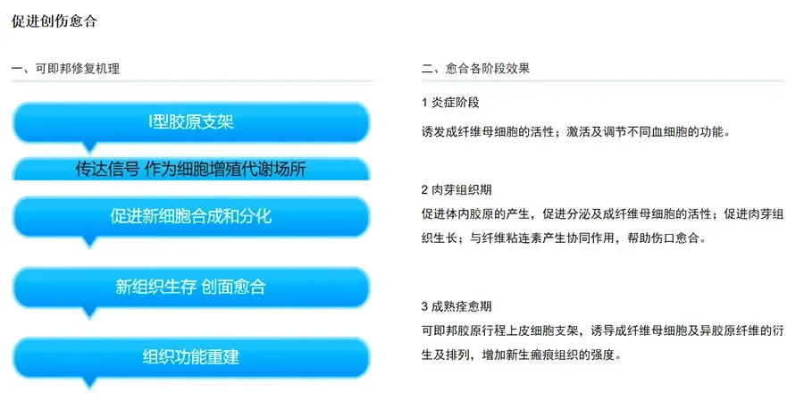 可即邦 医用胶原蛋白海绵1.webp