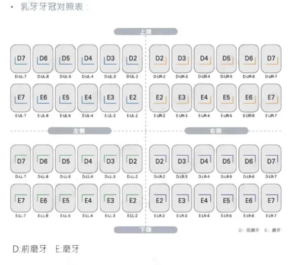 牙位图.webp