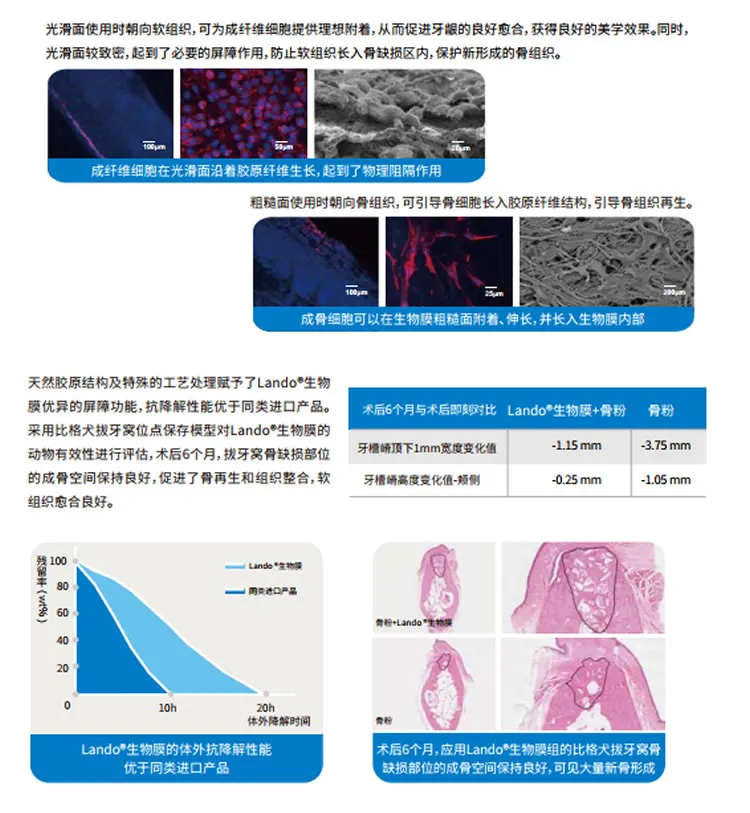 兰度 骨膜1_r3_c1.webp