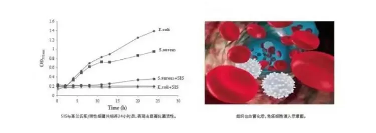 瑞拜欧 骨膜1_r6_c1.webp 瑞拜欧 骨膜1_r6_c1.webp